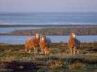 Sheep (ram). Sheep farming is still of great economic importance to the Falkland Islands. Art Print